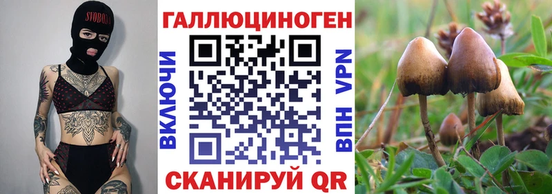 Псилоцибиновые грибы мицелий Медвежьегорск